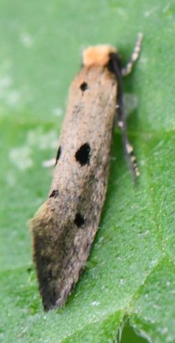 Réf. 345 231 : Tinea trinotella
